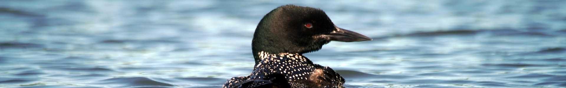bird-6671130_1920(1) bird-6671130_1920(1)