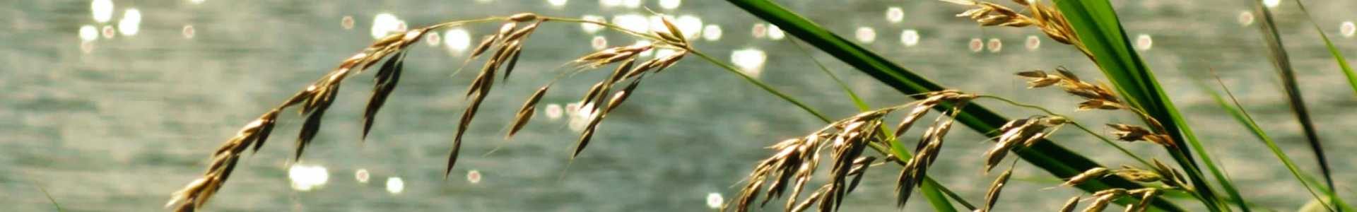 pexels-mabelamber-133682.jpgedit